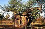 Boab Tree