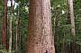Fraser Island Rainforest