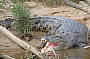 Salt Water Crocodile Daintree River