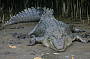  Estuarine Crocodile