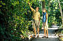 Rainforest Walk