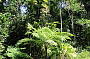 Dripping rainforest