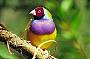 Birdwatching at Mareeba Wetlands