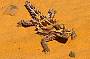 Thorny devil