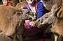 Feed our kangaroos