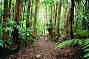 Rainforest Guided Walk
