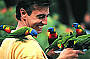 Lorikeet Feeding