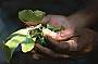 Green ants make great bush medicine