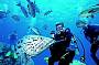 Diving with giant cod