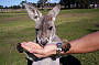 hand feed a kangaroo