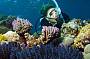 Diving the renowned Agincourt Reef