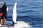 SUNSET Whale Watching & Canal Cruise - ex Gold Coast