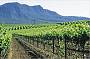 Hunter Valley Wine Country Tour