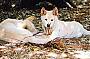 Albino Dingoes