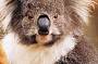 The Koala Conservation Centre