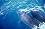 Dolphin watching cruise