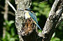 Buff Breasted Kingfisher