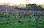 Vineyard