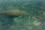 Dugong just cruising