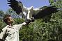 Free Flight Bird Show