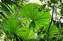 Daintree Rainforest Licuala Palms