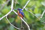 Azure Kingfisher