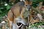 Red-legged Pademelon - Thylogale stigmatica stigmatica