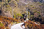 Snow and alpine flora at Lake Dobson