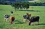 Dairy Country