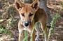 Fraser Island 1 Day Safari