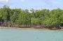 Darwin's mangroves (mangals) are important
