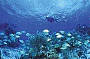 Marine Life