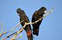 Red Tailed Black Cockatoos