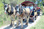 A Wagon Load of Fun