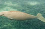 Dugong Shark bay
