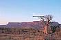 Boab Prison Tree