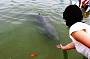 feeding Dolphin