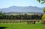 Scruffy Bunch Winery Tours!