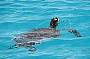 14 or 16 day Sydney to Cairns Flexi Touring