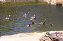 swimming in the gorge