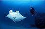 Manta Rays Frequent the Reef