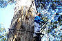 Gloucester Tree at Pemberton