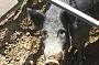 A wild boar captured by Boar Busters.
