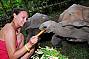 Meet a Tortoise