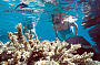 Snorkel the reef