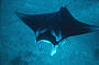 Manta Ray