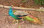 Peacock Noosa