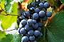 Yarra Valley Wineries