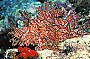 Scorpion Fish