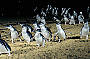 Little Penguins